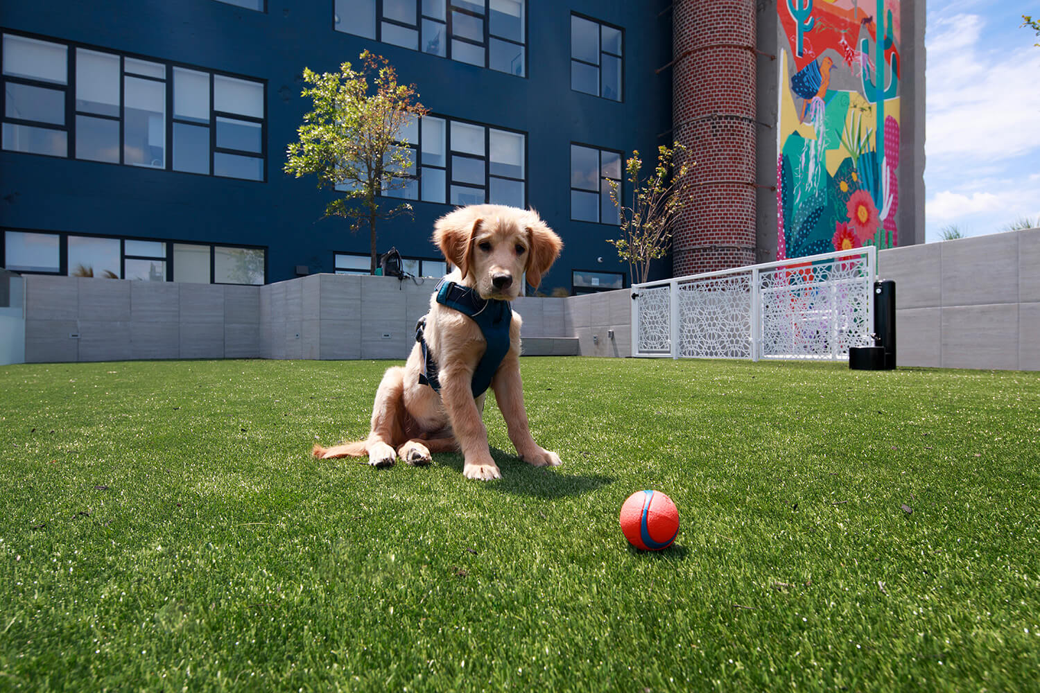 Dog park with golden retriever puppy looking at a ball